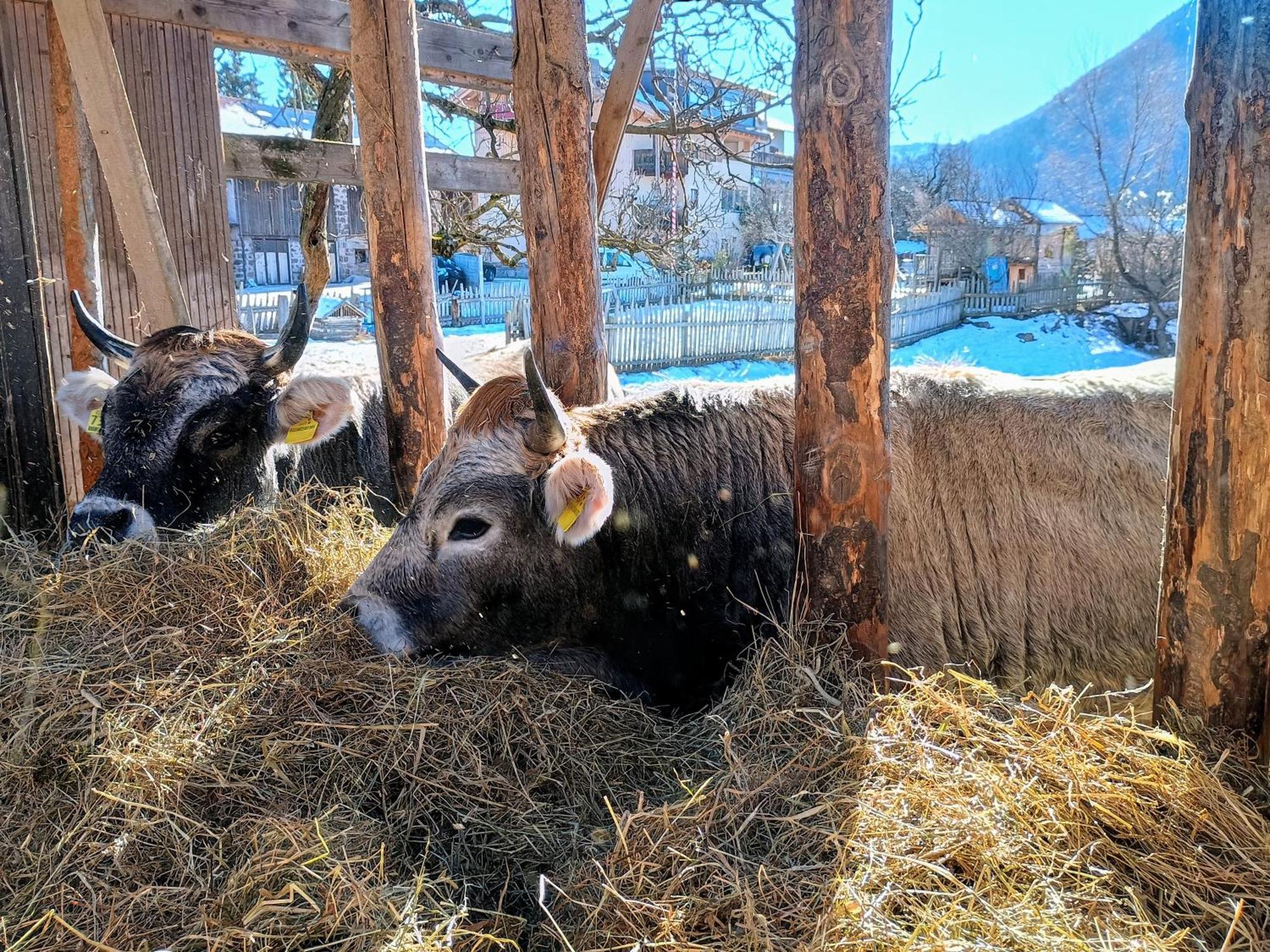 Koflhof Urlaub Auf Dem Bauernhof Villa Aldino Luaran gambar